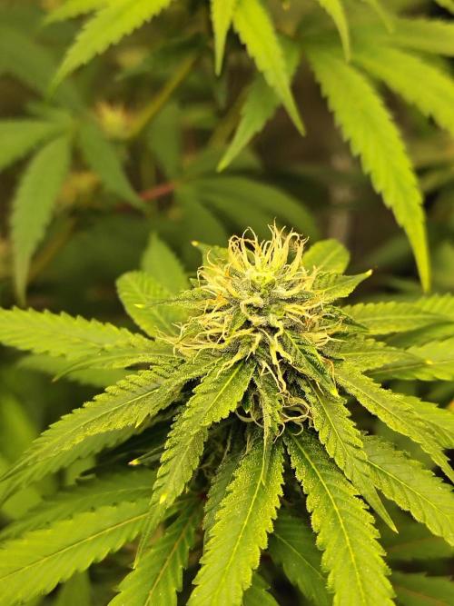 Blueberry Swirl. Week 15