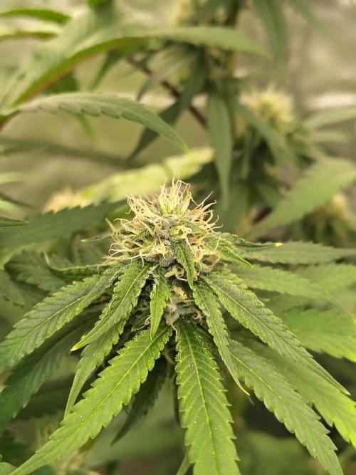 Blueberry Swirl. Week 15