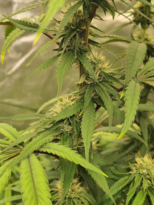 Blueberry Swirl. Week 15