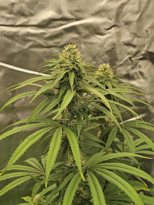 Blueberry Swirl. Week 15