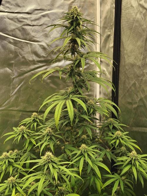 Blueberry Swirl. Week 15