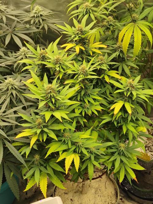 Alien Moonrocks. Week 15