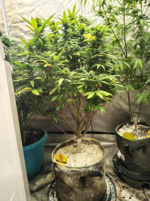 Alien Moonrocks. Week 15