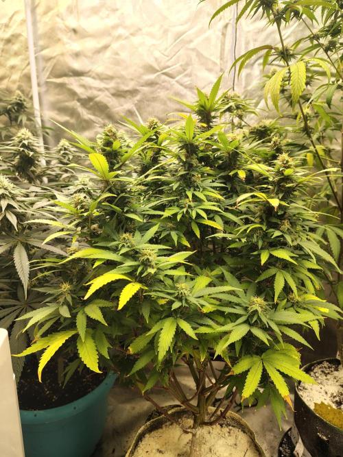 Alien Moonrocks. Week 15