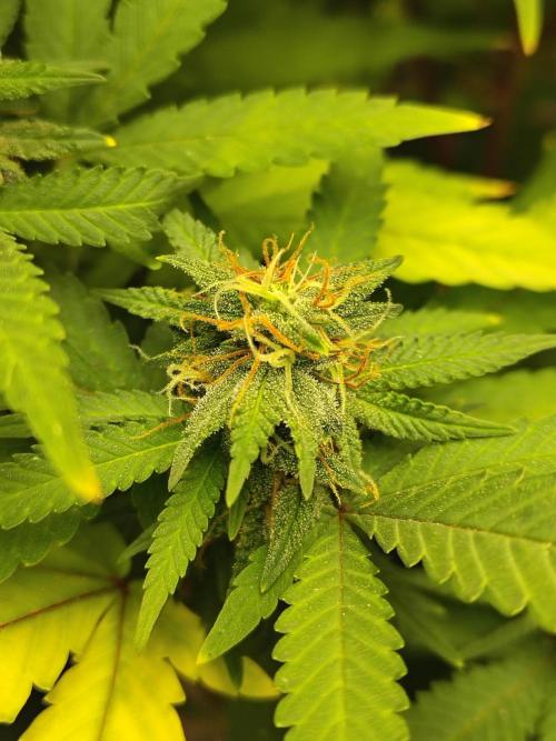 Alien Moonrocks. Week 15