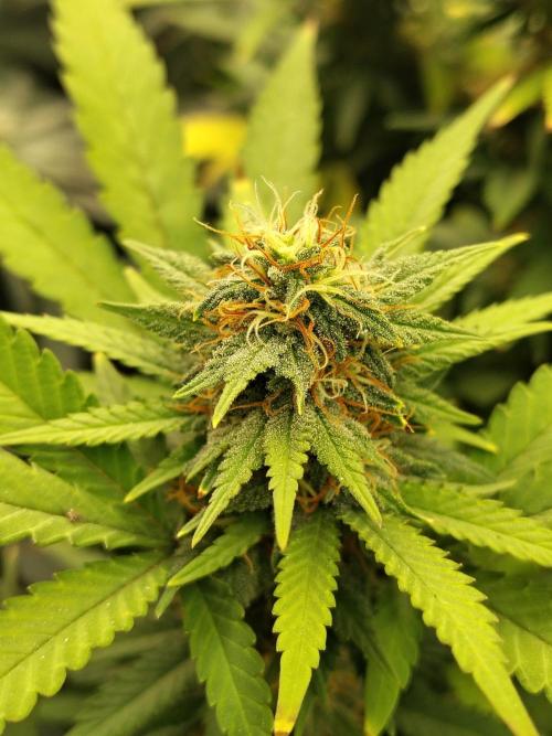 Alien Moonrocks. Week 15