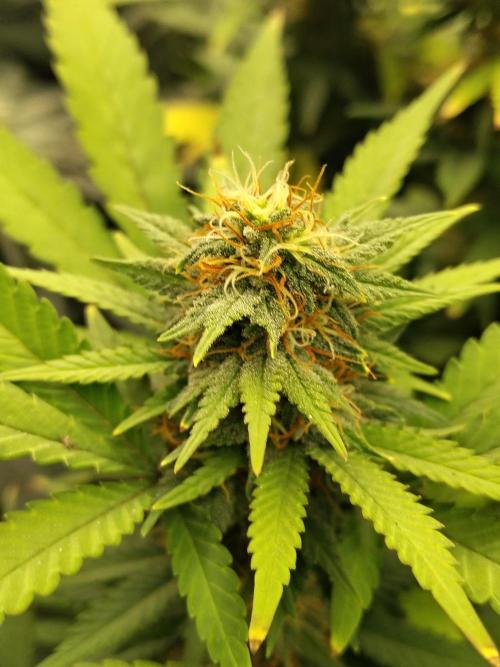 Alien Moonrocks. Week 15