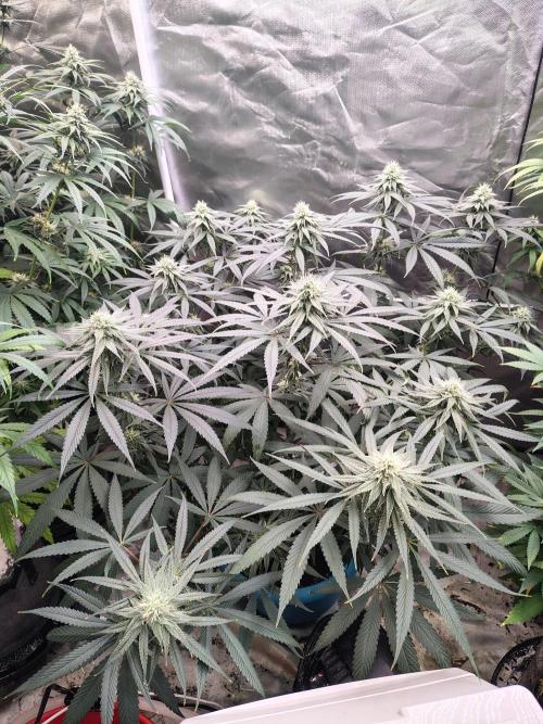 Sewer Fruit. Week 10