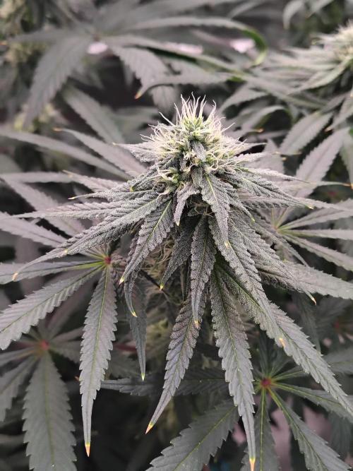 Sewer Fruit. Week 10