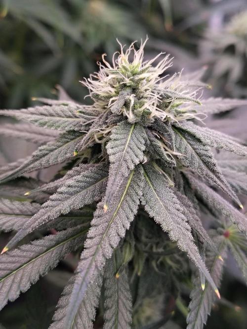 Sewer Fruit. Week 10