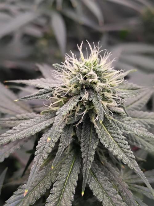 Sewer Fruit. Week 10