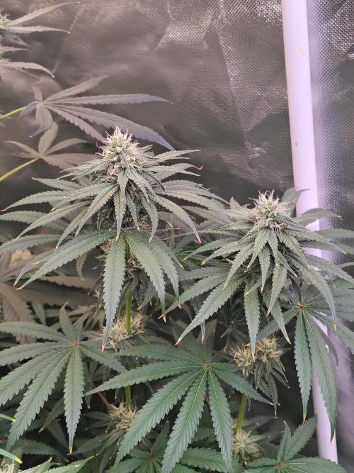 Sewer Fruit. Week 10