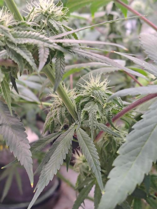 Sewer Fruit. Week 10