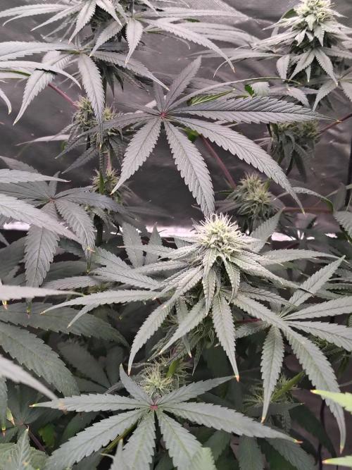 Sewer Fruit. Week 10