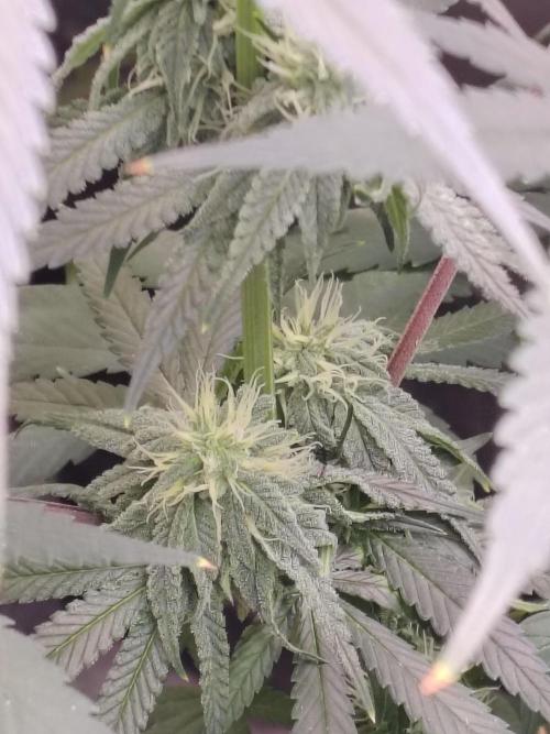 Sewer Fruit. Week 10