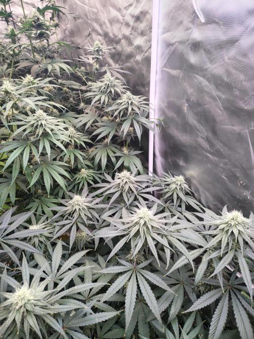 Sewer Fruit. Week 10