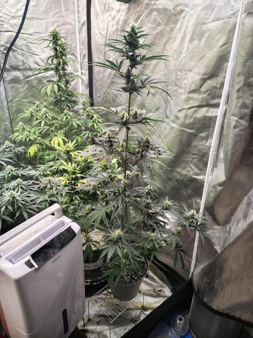 Sunset Sherbet. Week 9