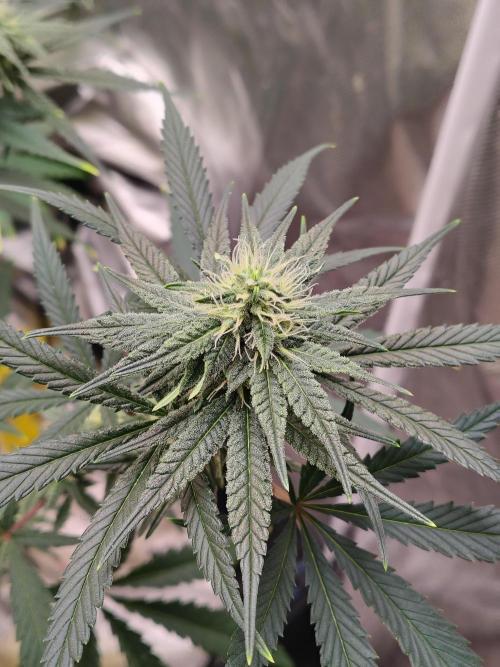 Sunset Sherbet. Week 9