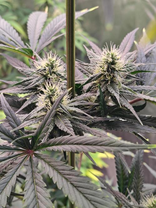 Sunset Sherbet. Week 9