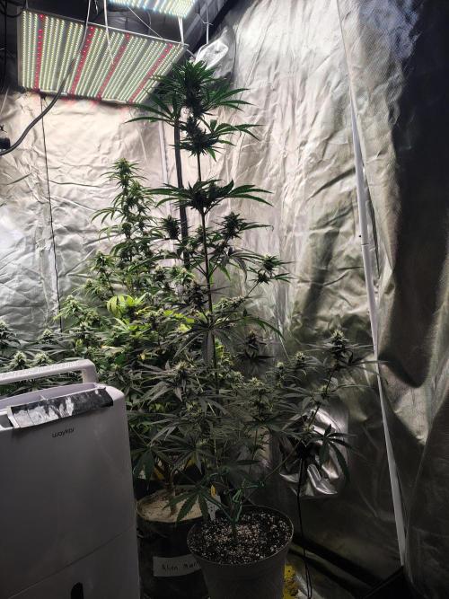 Sunset Sherbet. Week 9