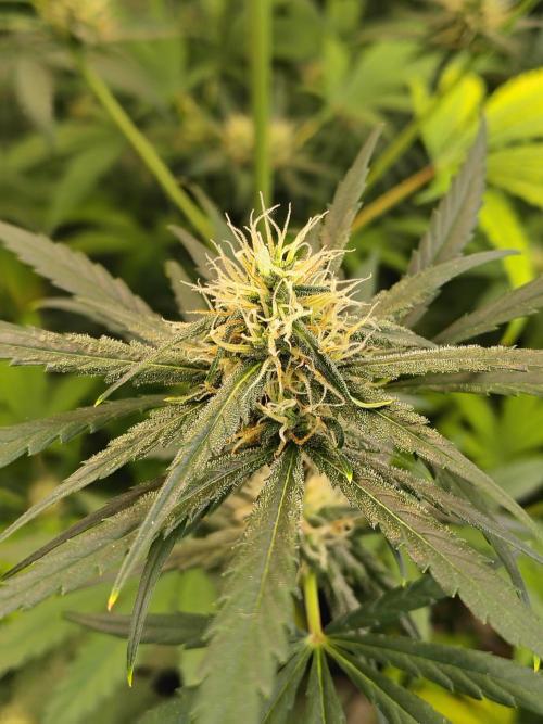 Sunset Sherbet Go Fast. Week 9