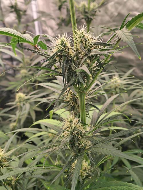 Sunset Sherbet Go Fast. Week 9