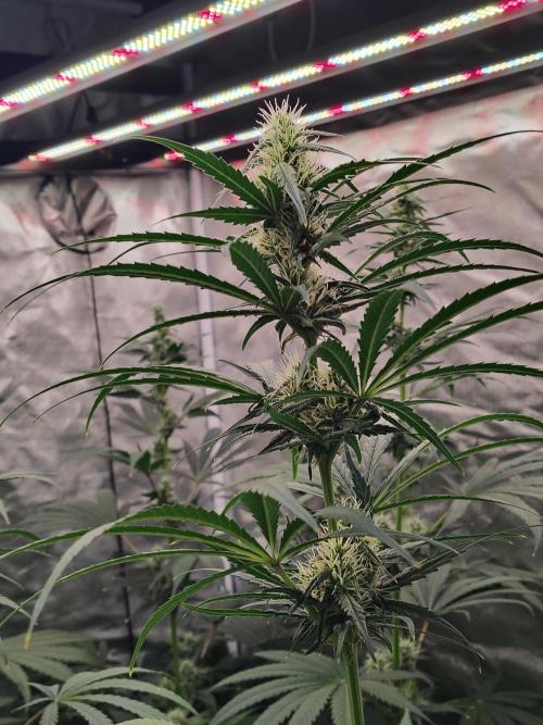 Sunset Sherbet Go Fast. Week 9