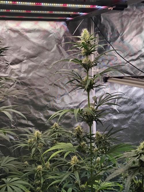 Sunset Sherbet Go Fast. Week 9