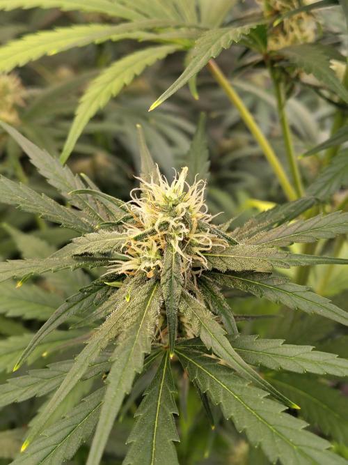 Sunset Sherbet Go Fast. Week 9