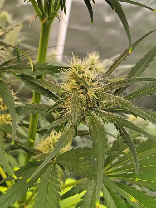 Sunset Sherbet Go Fast. Week 9