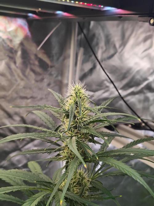 Sunset Sherbet Go Fast. Week 9