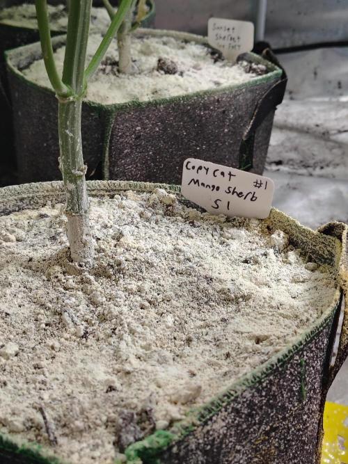 Mango Sherb S1. Week 8