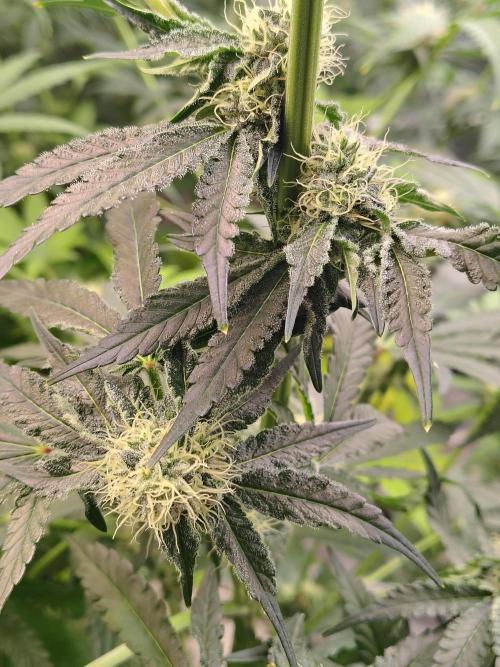 Mango Sherb S1. Week 8