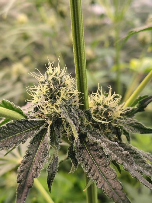 Mango Sherb S1. Week 8