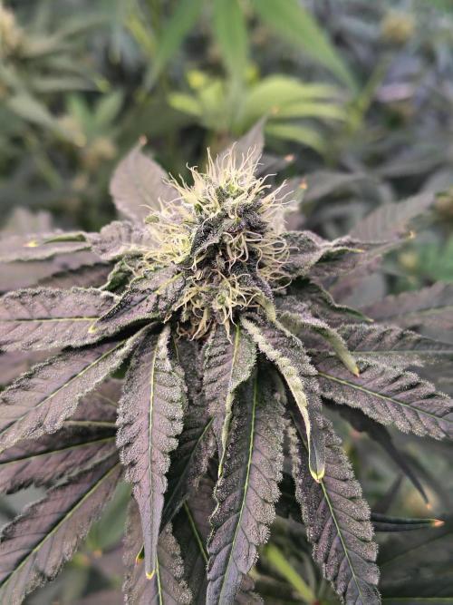 Mango Sherb S1. Week 8