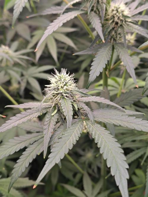 Mango Sherb S1. Week 8