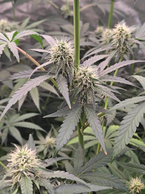 Mango Sherb S1. Week 8