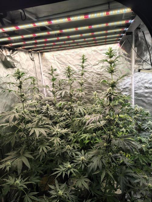 Mango Sherb S1. Week 8
