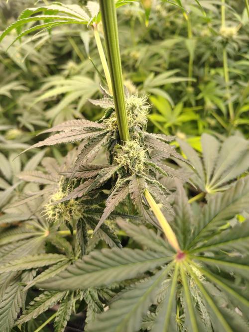 Mango Sherb S1. Week 8