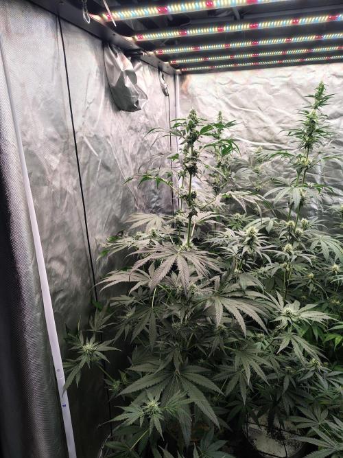 RS11 (Rainbow Sherbet). Week 8