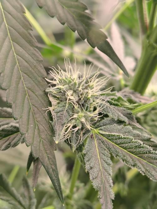 RS11 (Rainbow Sherbet). Week 8