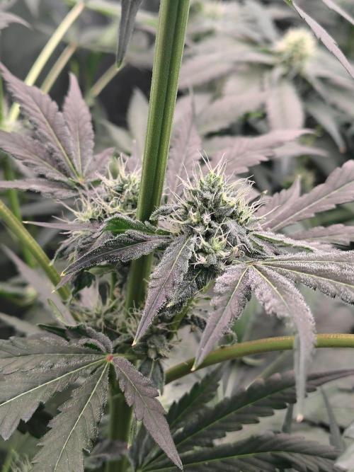 RS11 (Rainbow Sherbet). Week 8