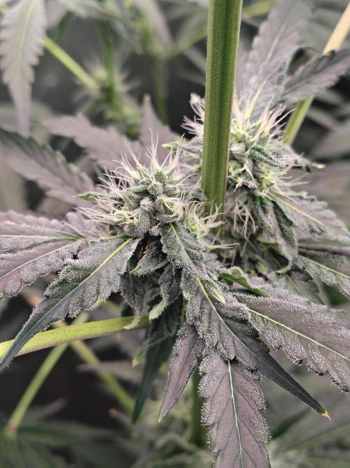 RS11 (Rainbow Sherbet). Week 8