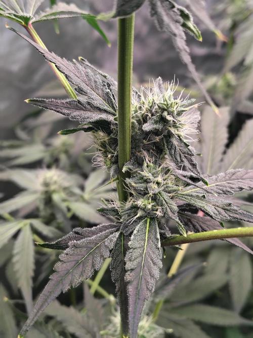 RS11 (Rainbow Sherbet). Week 8