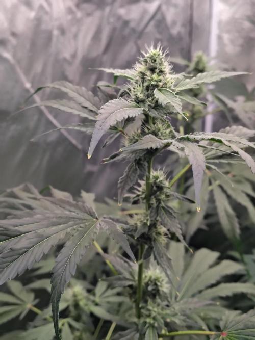 RS11 (Rainbow Sherbet). Week 8