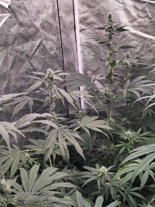 RS11 (Rainbow Sherbet). Week 8