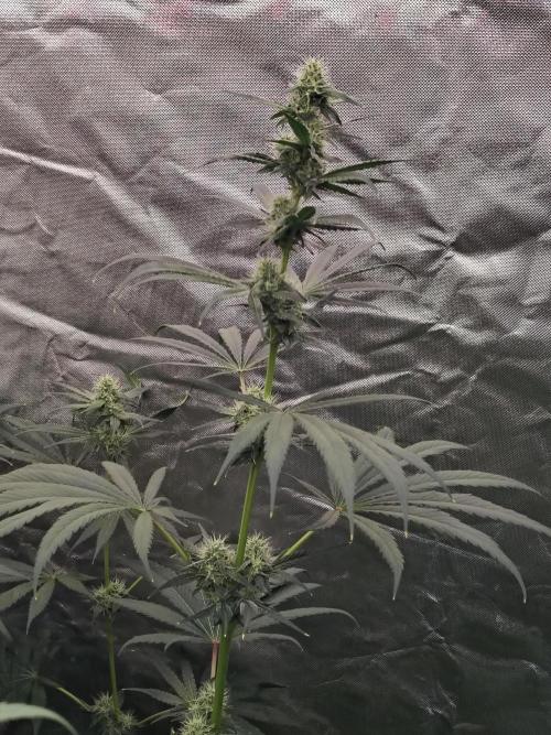RS11 (Rainbow Sherbet). Week 8