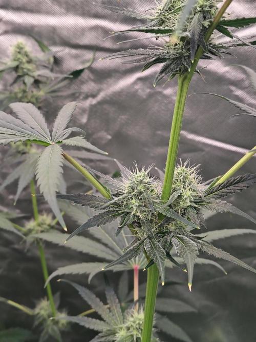 RS11 (Rainbow Sherbet). Week 8