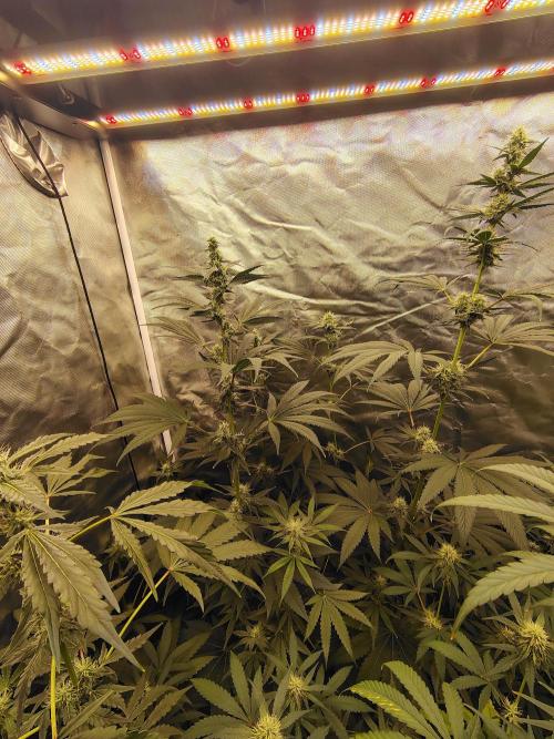 RS11 (Rainbow Sherbet). Week 8