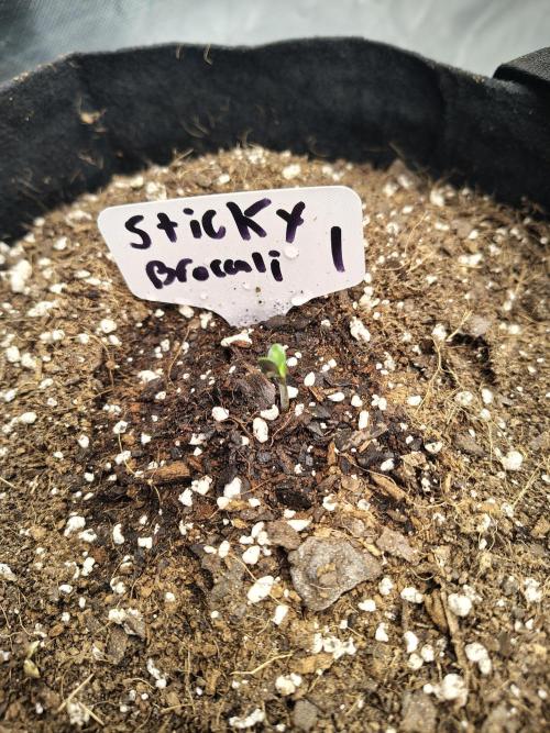 Sticky Broccoli. Week 1